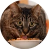 CatsBySmol 16