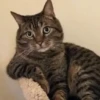 Cat Moods @TVstickers 12