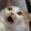 cAts 11