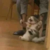 cAts 12