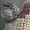 Chipmunks fr @soni1help :: @fStikBot 4