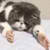 cAts 13