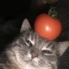 Cat Moods @TVstickers 13