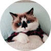 CatsBySmol 17
