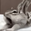 Chipmunks fr @soni1help :: @fStikBot 5