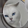 Cat Moods @TVstickers 14