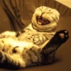 Cat Moods @TVstickers 15