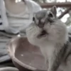 Chipmunks fr @soni1help :: @fStikBot 6
