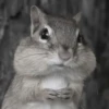 Chipmunks fr @soni1help :: @fStikBot 7