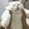 cAts 15