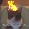 cAts 16