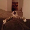 cAts 17