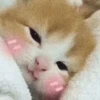 Cat Moods @TVstickers 16