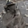 Chipmunks fr @soni1help :: @fStikBot 8