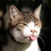 Cat Moods @TVstickers 17