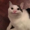 Cat Moods @TVstickers 18