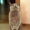 Cat Moods @TVstickers 19