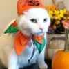 Cat Moods @TVstickers 20