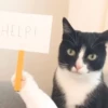 Cat Moods @TVstickers 21