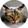 CatsBySmol 19