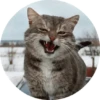 CatsBySmol 20