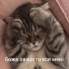 cAts 18