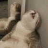 cAts 19