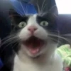 Cat Moods @TVstickers 22