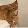 cAts 20