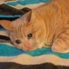 Cat Moods @TVstickers 23
