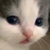 Котики (@i_Love_Akame) 19