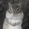 Chipmunks fr @soni1help :: @fStikBot 10