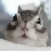 Chipmunks fr @soni1help :: @fStikBot 11