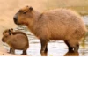 Больше стикеров: @capybarastiker 11