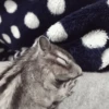 Chipmunks fr @soni1help :: @fStikBot 12