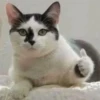 cAts 21