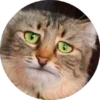 CatsBySmol 23
