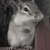 Chipmunks fr @soni1help :: @fStikBot 13