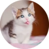 CatsBySmol 25