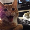 Cat Moods @TVstickers 26