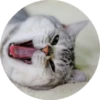 CatsBySmol 26