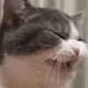 cAts 22