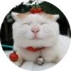 CatsBySmol 27
