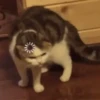 cAts 23