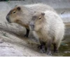 Больше стикеров: @capybarastiker 12