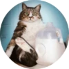 CatsBySmol 28