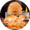 CatsBySmol 29