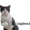 cAts 24