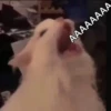 cAts 25