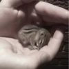 Chipmunks fr @soni1help :: @fStikBot 15